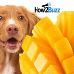 can dogs have mango