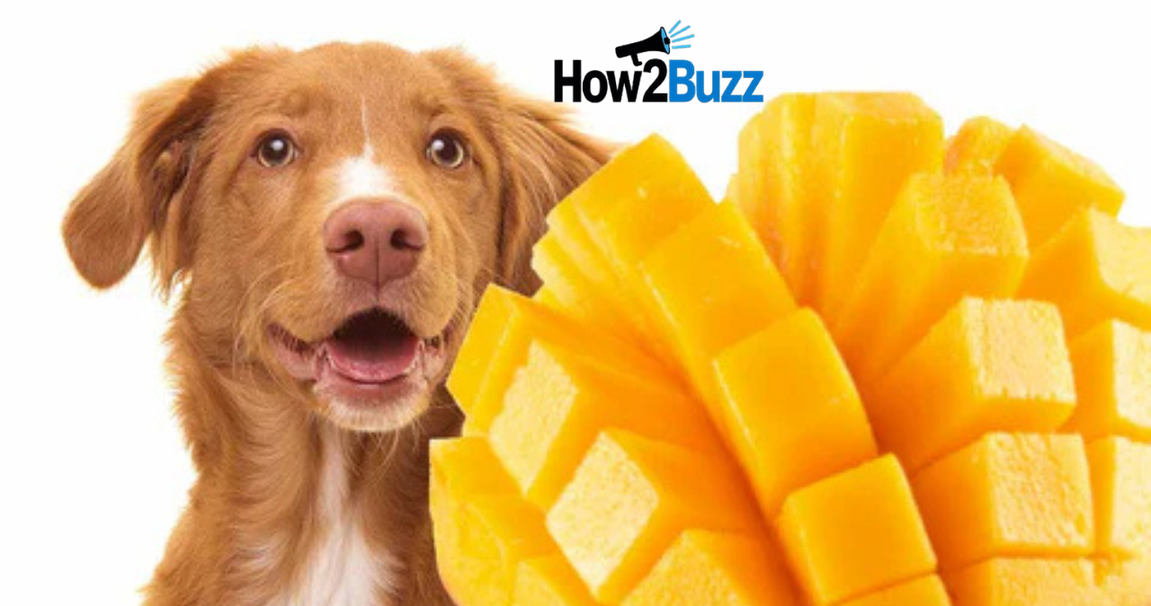 can dogs have mango