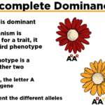 incomplete dominance example